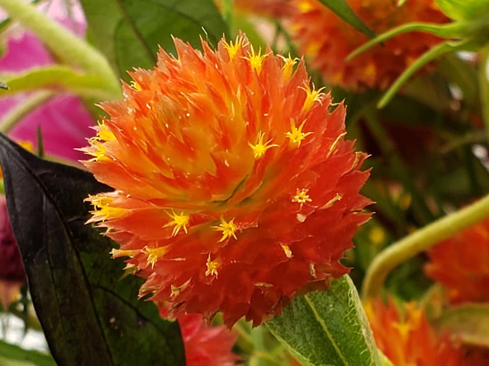 A scarlet-orange Gomphrena flower